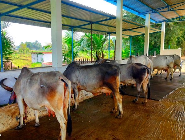 Cow Shed