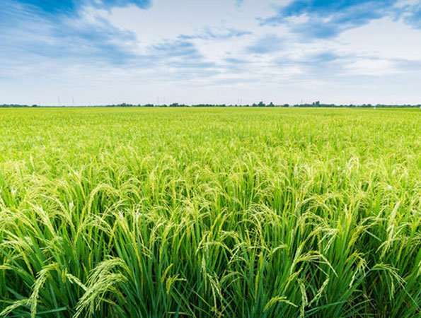 Rice Field